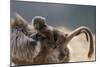 Gelada Baboon (Theropithecus Gelada) Female Carrying Baby-Constantinos Petrinos-Mounted Photographic Print