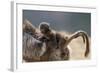 Gelada Baboon (Theropithecus Gelada) Female Carrying Baby-Constantinos Petrinos-Framed Photographic Print