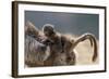 Gelada Baboon (Theropithecus Gelada) Female Carrying Baby-Constantinos Petrinos-Framed Photographic Print