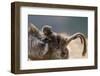 Gelada Baboon (Theropithecus Gelada) Female Carrying Baby-Constantinos Petrinos-Framed Photographic Print