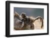 Gelada Baboon (Theropithecus Gelada) Female Carrying Baby-Constantinos Petrinos-Framed Photographic Print