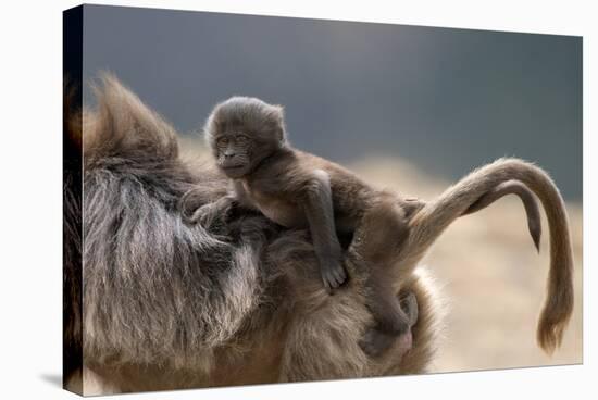 Gelada Baboon (Theropithecus Gelada) Female Carrying Baby-Constantinos Petrinos-Stretched Canvas