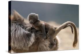 Gelada Baboon (Theropithecus Gelada) Female Carrying Baby-Constantinos Petrinos-Stretched Canvas