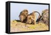 Gelada Baboon (Theropithecus Gelada) Grooming Each Other-Gabrielle and Michel Therin-Weise-Framed Stretched Canvas