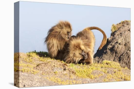 Gelada Baboon (Theropithecus Gelada) Grooming Each Other-Gabrielle and Michel Therin-Weise-Stretched Canvas