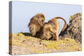 Gelada Baboon (Theropithecus Gelada) Grooming Each Other-Gabrielle and Michel Therin-Weise-Stretched Canvas