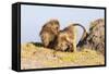 Gelada Baboon (Theropithecus Gelada) Grooming Each Other-Gabrielle and Michel Therin-Weise-Framed Stretched Canvas