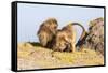 Gelada Baboon (Theropithecus Gelada) Grooming Each Other-Gabrielle and Michel Therin-Weise-Framed Stretched Canvas