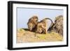 Gelada Baboon (Theropithecus Gelada) Grooming Each Other-Gabrielle and Michel Therin-Weise-Framed Photographic Print