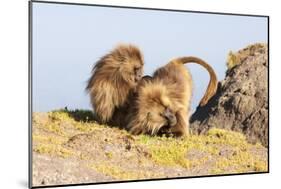 Gelada Baboon (Theropithecus Gelada) Grooming Each Other-Gabrielle and Michel Therin-Weise-Mounted Photographic Print