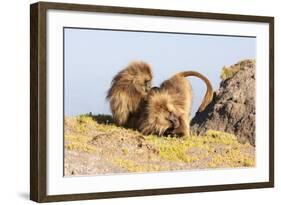 Gelada Baboon (Theropithecus Gelada) Grooming Each Other-Gabrielle and Michel Therin-Weise-Framed Photographic Print