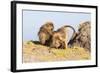 Gelada Baboon (Theropithecus Gelada) Grooming Each Other-Gabrielle and Michel Therin-Weise-Framed Photographic Print