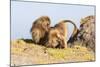 Gelada Baboon (Theropithecus Gelada) Grooming Each Other-Gabrielle and Michel Therin-Weise-Mounted Photographic Print