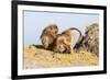 Gelada Baboon (Theropithecus Gelada) Grooming Each Other-Gabrielle and Michel Therin-Weise-Framed Photographic Print