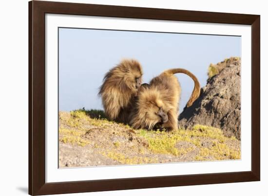 Gelada Baboon (Theropithecus Gelada) Grooming Each Other-Gabrielle and Michel Therin-Weise-Framed Photographic Print