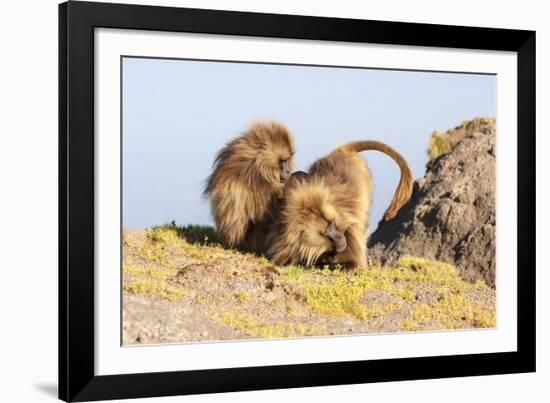 Gelada Baboon (Theropithecus Gelada) Grooming Each Other-Gabrielle and Michel Therin-Weise-Framed Photographic Print