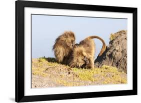 Gelada Baboon (Theropithecus Gelada) Grooming Each Other-Gabrielle and Michel Therin-Weise-Framed Photographic Print