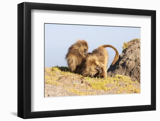 Gelada Baboon (Theropithecus Gelada) Grooming Each Other-Gabrielle and Michel Therin-Weise-Framed Photographic Print