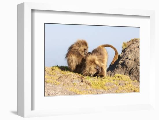 Gelada Baboon (Theropithecus Gelada) Grooming Each Other-Gabrielle and Michel Therin-Weise-Framed Photographic Print