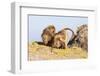 Gelada Baboon (Theropithecus Gelada) Grooming Each Other-Gabrielle and Michel Therin-Weise-Framed Photographic Print
