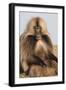 Gelada Baboon (Theropithecus Gelada)-Gabrielle and Michel Therin-Weise-Framed Photographic Print