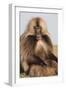 Gelada Baboon (Theropithecus Gelada)-Gabrielle and Michel Therin-Weise-Framed Photographic Print