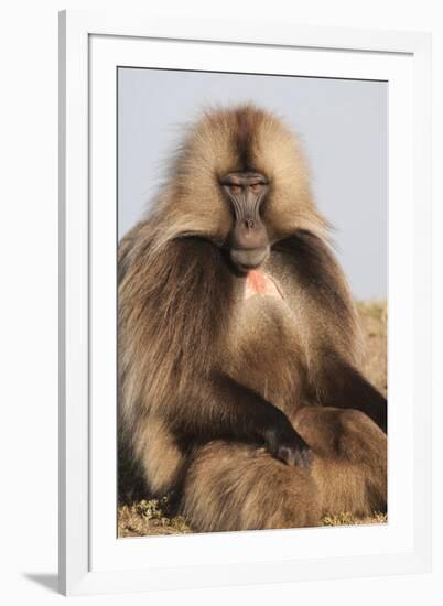 Gelada Baboon (Theropithecus Gelada)-Gabrielle and Michel Therin-Weise-Framed Photographic Print