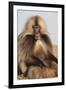 Gelada Baboon (Theropithecus Gelada)-Gabrielle and Michel Therin-Weise-Framed Photographic Print