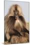 Gelada Baboon (Theropithecus Gelada)-Gabrielle and Michel Therin-Weise-Mounted Photographic Print