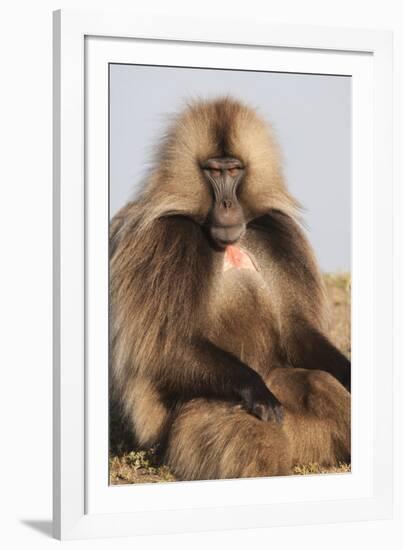 Gelada Baboon (Theropithecus Gelada)-Gabrielle and Michel Therin-Weise-Framed Photographic Print