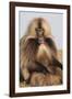 Gelada Baboon (Theropithecus Gelada)-Gabrielle and Michel Therin-Weise-Framed Photographic Print