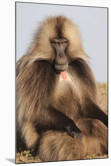 Gelada Baboon (Theropithecus Gelada)-Gabrielle and Michel Therin-Weise-Mounted Photographic Print