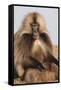 Gelada Baboon (Theropithecus Gelada)-Gabrielle and Michel Therin-Weise-Framed Stretched Canvas