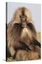 Gelada Baboon (Theropithecus Gelada)-Gabrielle and Michel Therin-Weise-Stretched Canvas