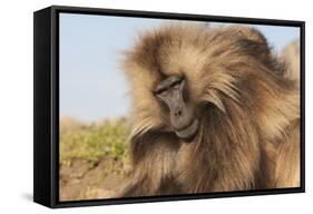 Gelada Baboon (Theropithecus Gelada)-Gabrielle and Michel Therin-Weise-Framed Stretched Canvas