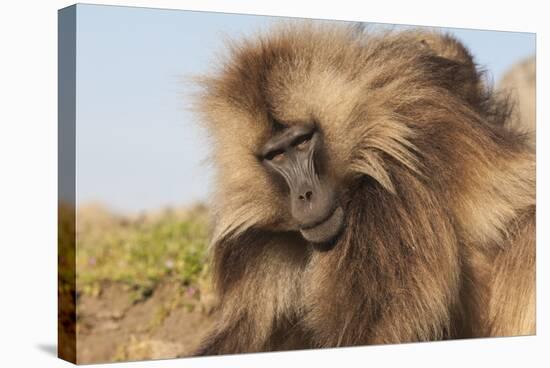 Gelada Baboon (Theropithecus Gelada)-Gabrielle and Michel Therin-Weise-Stretched Canvas