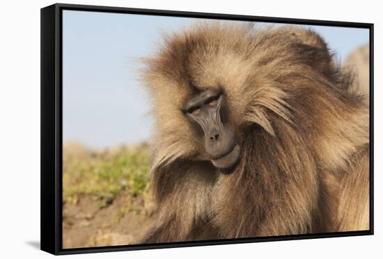 Gelada Baboon (Theropithecus Gelada)-Gabrielle and Michel Therin-Weise-Framed Stretched Canvas