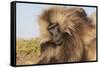 Gelada Baboon (Theropithecus Gelada)-Gabrielle and Michel Therin-Weise-Framed Stretched Canvas