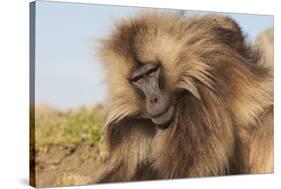 Gelada Baboon (Theropithecus Gelada)-Gabrielle and Michel Therin-Weise-Stretched Canvas