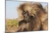 Gelada Baboon (Theropithecus Gelada)-Gabrielle and Michel Therin-Weise-Mounted Photographic Print