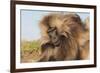 Gelada Baboon (Theropithecus Gelada)-Gabrielle and Michel Therin-Weise-Framed Photographic Print