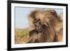 Gelada Baboon (Theropithecus Gelada)-Gabrielle and Michel Therin-Weise-Framed Photographic Print