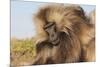 Gelada Baboon (Theropithecus Gelada)-Gabrielle and Michel Therin-Weise-Mounted Photographic Print