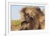 Gelada Baboon (Theropithecus Gelada)-Gabrielle and Michel Therin-Weise-Framed Photographic Print