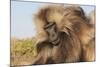 Gelada Baboon (Theropithecus Gelada)-Gabrielle and Michel Therin-Weise-Mounted Photographic Print