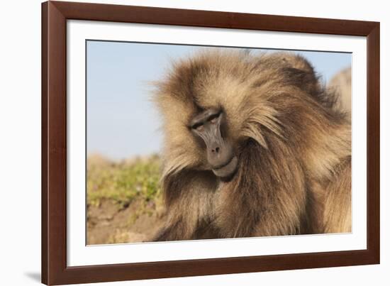 Gelada Baboon (Theropithecus Gelada)-Gabrielle and Michel Therin-Weise-Framed Photographic Print