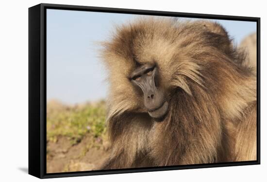 Gelada Baboon (Theropithecus Gelada)-Gabrielle and Michel Therin-Weise-Framed Stretched Canvas