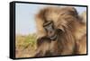 Gelada Baboon (Theropithecus Gelada)-Gabrielle and Michel Therin-Weise-Framed Stretched Canvas