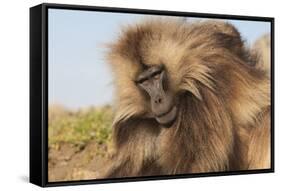 Gelada Baboon (Theropithecus Gelada)-Gabrielle and Michel Therin-Weise-Framed Stretched Canvas