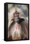 Gelada Baboon (Theropithecus Gelada)-Gabrielle and Michel Therin-Weise-Framed Stretched Canvas